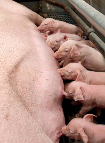 istock Lactating piglets. Pig breeding. Pig stable at farm. Utter. 2196746138