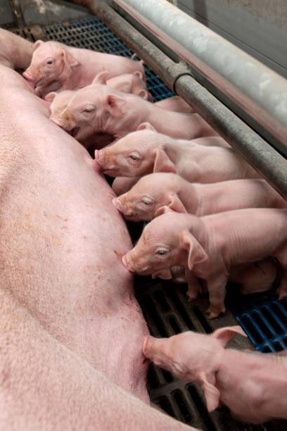 istock Lactating piglets. Pig breeding. Pig stable at farm. Utter. 2196746220