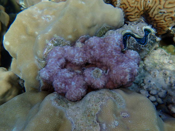 istock Mountain cupcoral or hump coral (Porites rus) undersea 2196746269