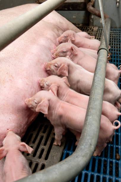 istock Lactating piglets. Pig breeding. Pig stable at farm. Utter. 2196746281