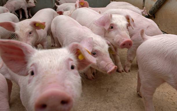 istock Pig breeding. Pig stable at farm. 2196746441