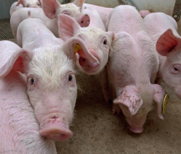 istock Pig breeding. Pig stable at farm. 2196746575