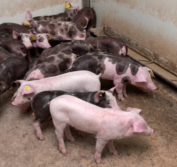 istock Pig breeding. Pig stable at farm. 2196746692