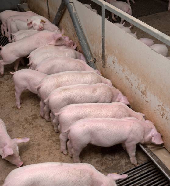 Pig breeding. Pig stable at farm. Extensive pig breeding. Feeding Piglets.