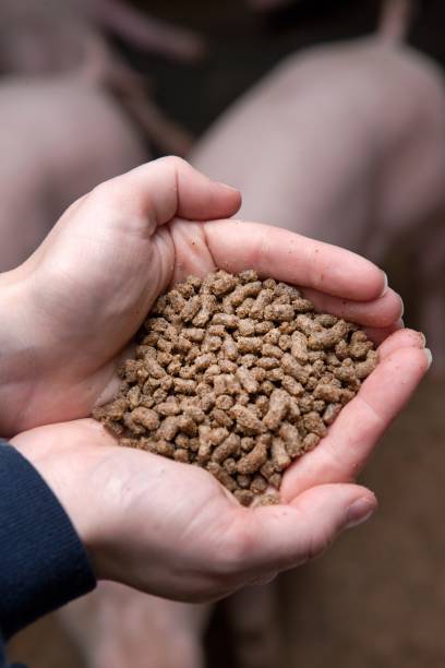 istock Pig feed. Pig breeding. Pig stable at farm. 2196747299