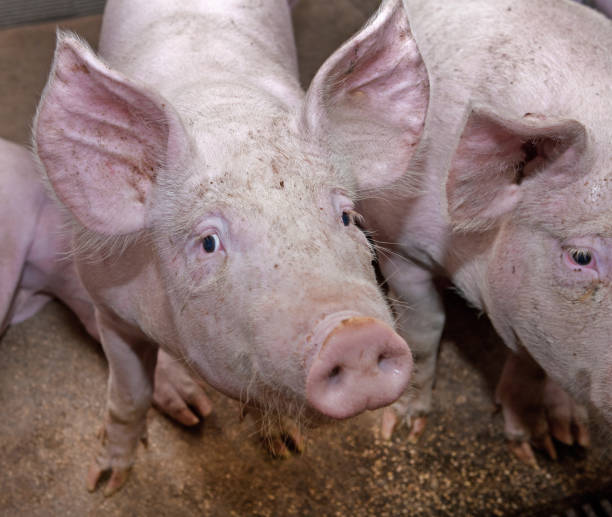 istock Pig breeding. Pig stable at farm. 2196747445