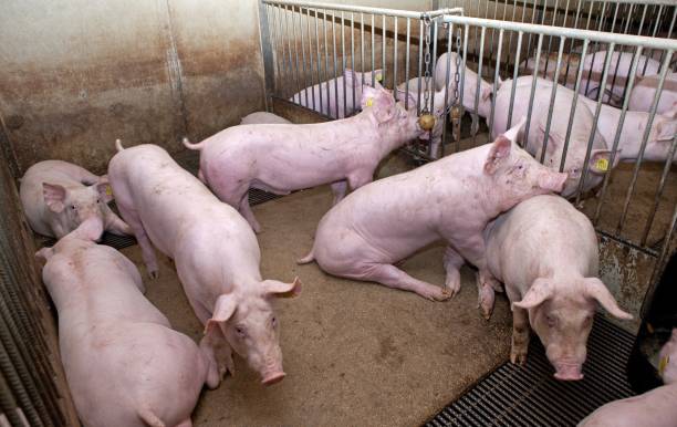 istock Pig breeding. Pig stable at farm. 2196747506