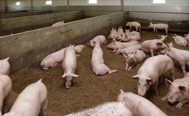 istock Pig breeding. Pig stable at farm. 2196747522