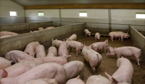 istock Pig breeding. Pig stable at farm. 2196747570