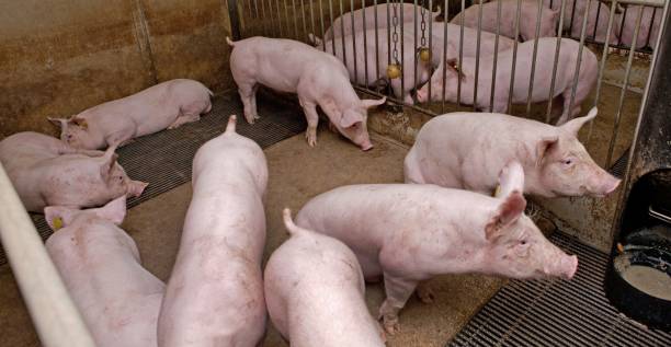 istock Pig breeding. Pig stable at farm. 2196747572