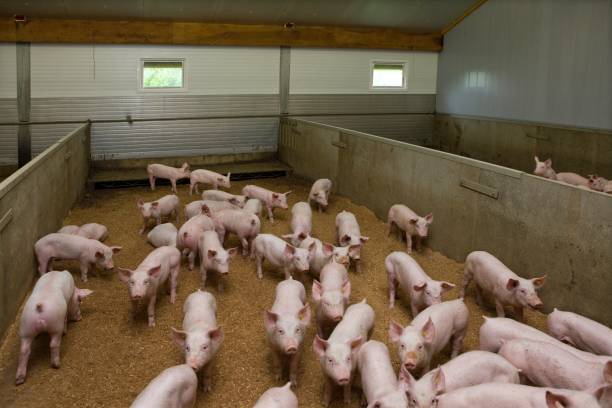 istock Pig breeding. Pig stable at farm. 2196747643