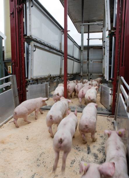 istock Pig breeding. Pig stable at farm.Pig transport. 2196748317