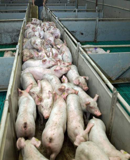 istock Pig transport by truck. Loading pigs. Pig breeding. 2196748384