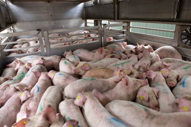istock Pig transport by truck. Loading pigs. Pig breeding. 2196748417