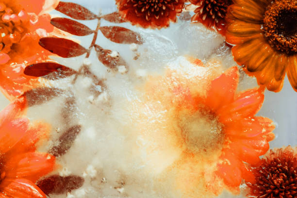Close up macro color image depicting yellow/orange flowers beneath the ice.