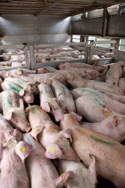 istock Pig transport. Pig breeding. Pig stable at farm 2196749444