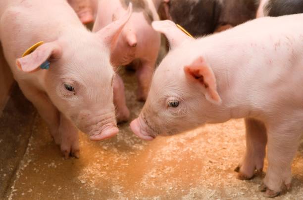Pig breeding. Pig stable at farm. Extensive pig breeding. Piglets.
