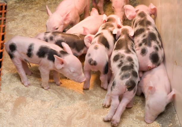 Pig breeding. Pig stable at farm. Extensive pig breeding. Piglets near mother.