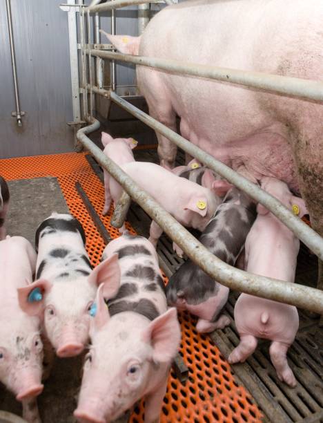 istock Lactating piglets. Pig breeding. Pig stable at farm. Utter. 2196750535