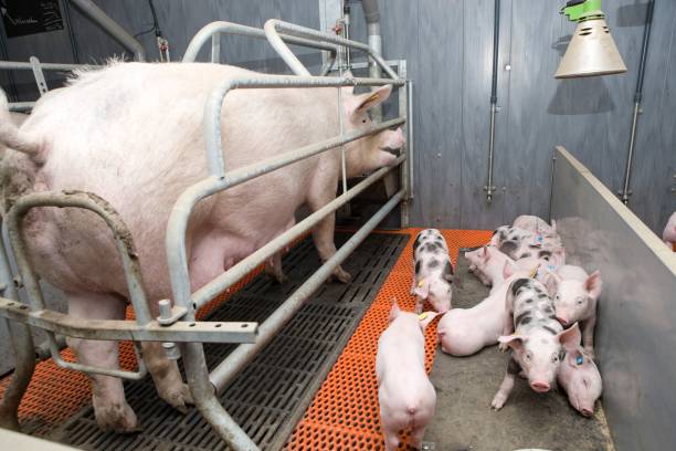 istock Lactating piglets. Pig breeding. Pig stable at farm. Utter. 2196750541