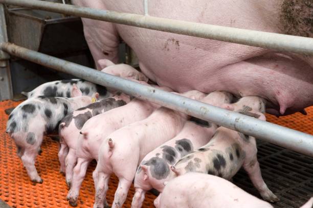 istock Lactating piglets. Pig breeding. Pig stable at farm. Utter. 2196750701