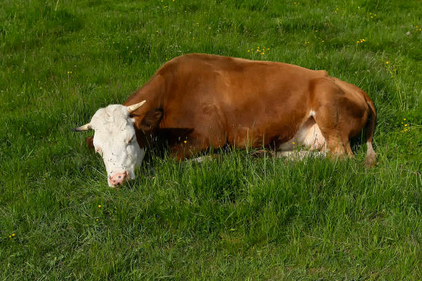 istock The cow sleeps on the grass in the meadow 2196750722