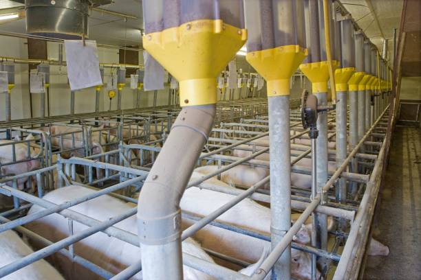 istock Pregnant sows. Pig breeding. Pig stable at farm. 2196750977