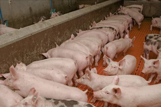 istock Feeding time. Pig breeding. Pig stable at farm 2196751080