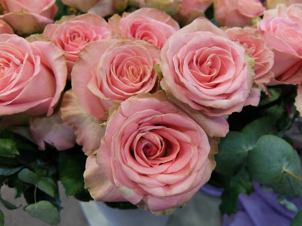 istock Beautiful pink roses in full bloom 2196751677