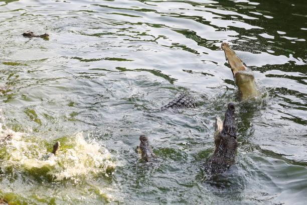 istock Close up salt crocodile is show action jump on river 2196751807