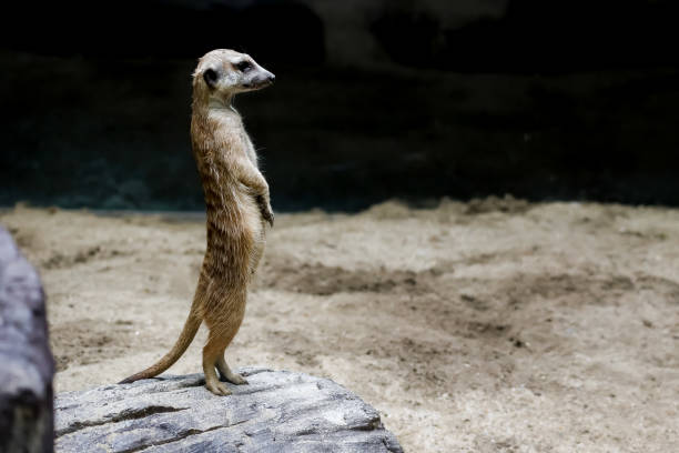 The meerkat is stay in garden