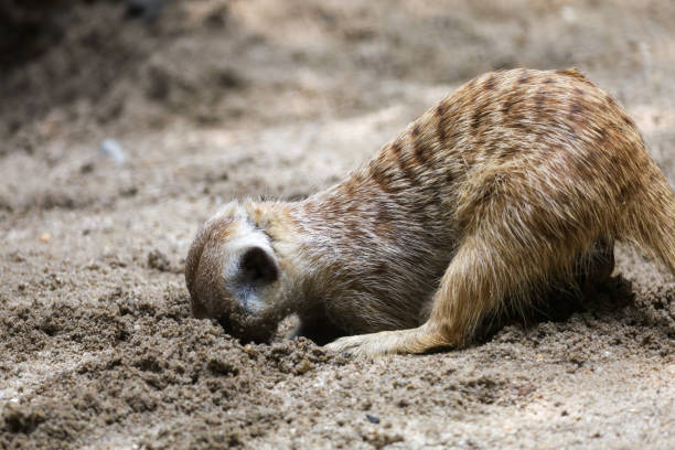 istock The meerkat is stay in garden 2196751839