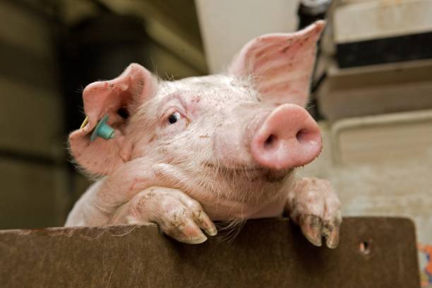 istock Pig breeding. Pig stable at farm 2196752280