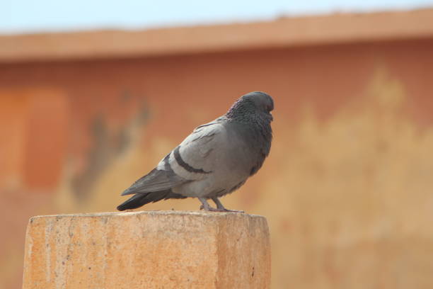 Pigeons are all over the world - one of the most successful bird species in the world. This one is from New York