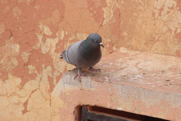 istock Gray pigeon on a house close up 2196753388