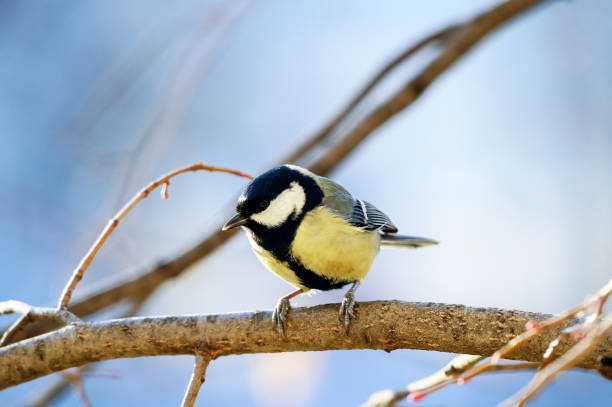 istock Cute little bird. Nature background. Bird: Great Tit. Parus major. 2196754701