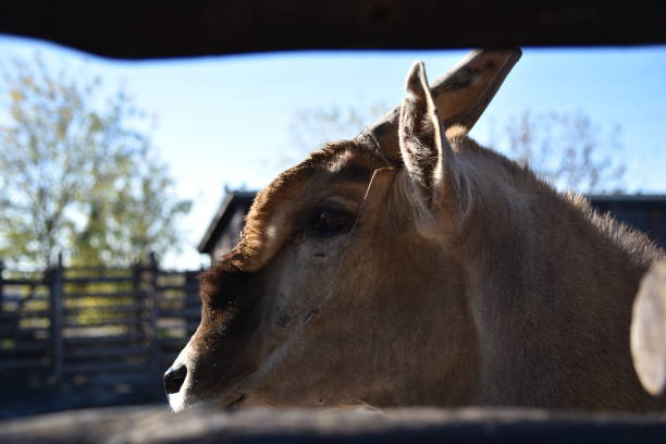 Antelope Khanna bull in the park
