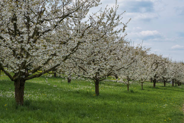 Soft white cherry blossoms (Prunus serrulata) glow against a bright Danish sky. The delicate clustering petals, light shadows, and gentle breeze convey spring renewal, serenity, and natural beautyâperfect for nature, travel, and lifestyle stock needs.
