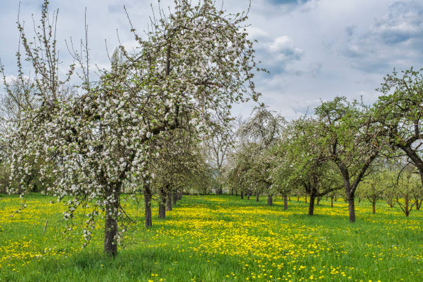 istock Apple blossom in Franconian Switzerland 2196757755