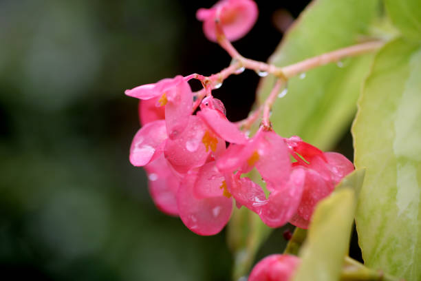 Parrot flower at Chiang Dao Mountain, Chiang Mai, Thailand.\nRare flower in Thailand's top three highest mountains.