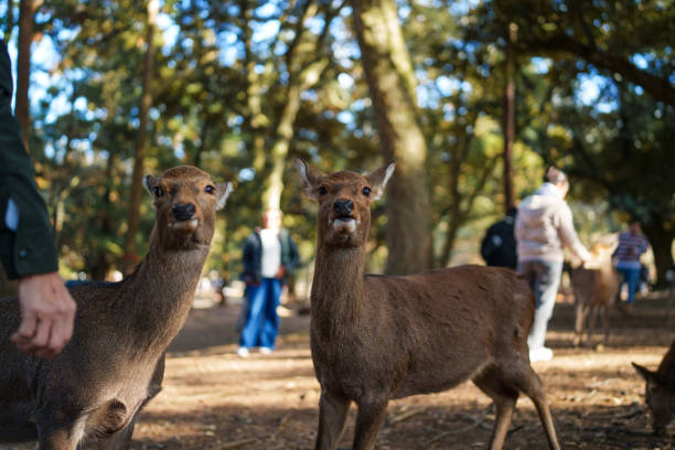 Deers looking at the camera in Nara Park.