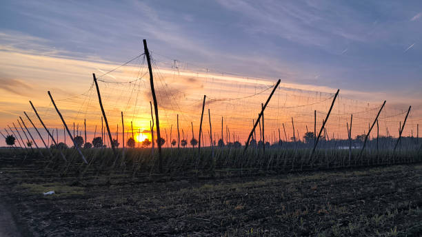 istock hop fields at sunset in Vojvodina province 2196759467