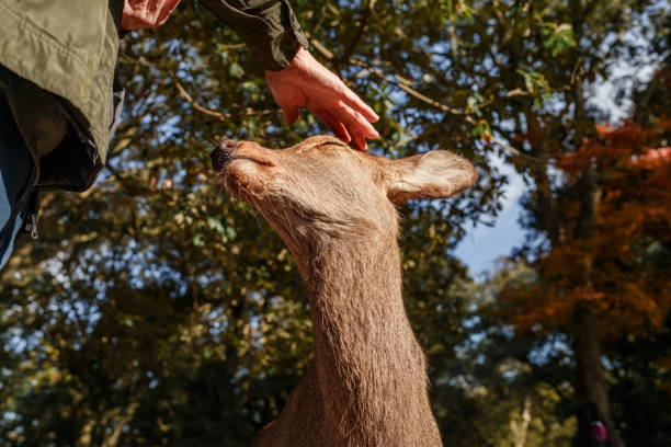 istock Petting a deer in Nara Park. 2196759524