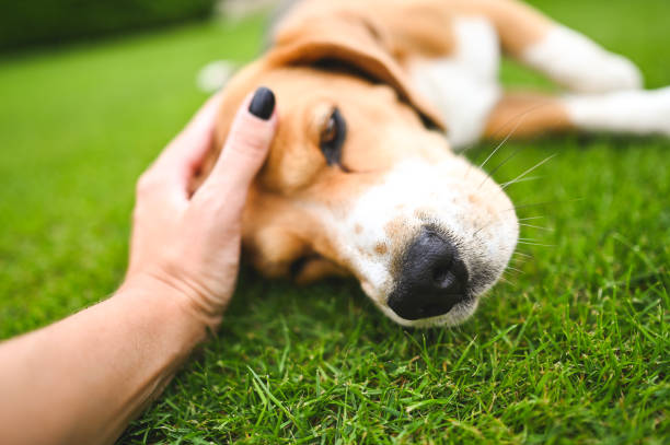 Petting my dog close up.