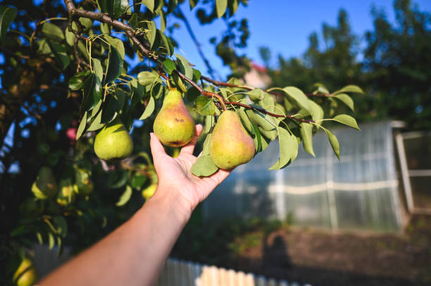 Harvesting Pears grows at vegetable garden.