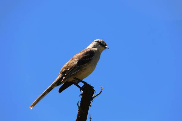 istock Wild bird in the Zoo 2196760793
