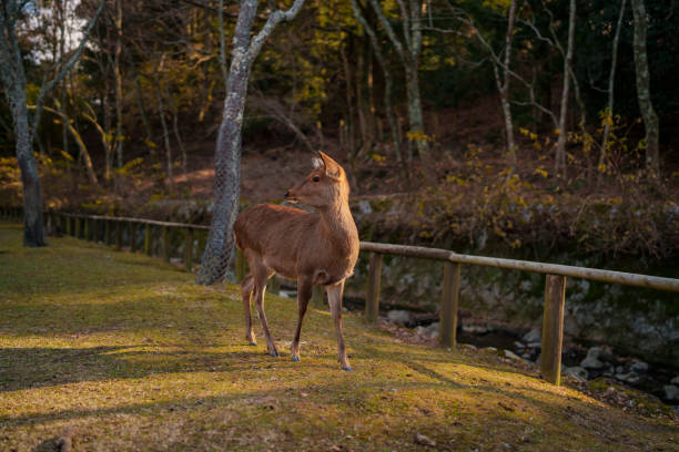 istock Deer in Nature Nara Park. 2196762243