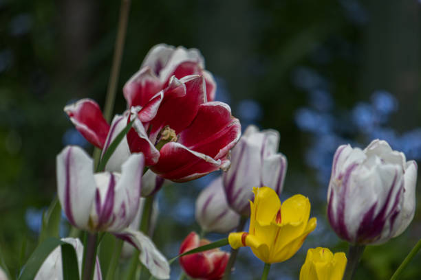 Vibrant Tulips Blooming in Spring Garden