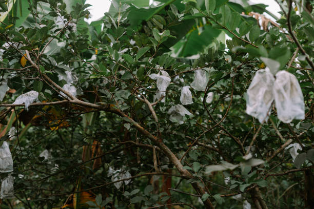 istock Guavas in Bags on Tree 2196767474