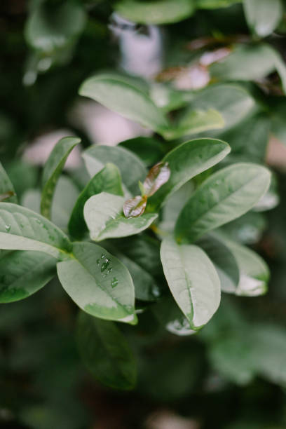 istock Dew-Kissed Guava Leaves so green 2196768627